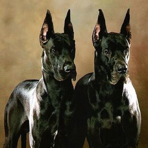 pgsdanes